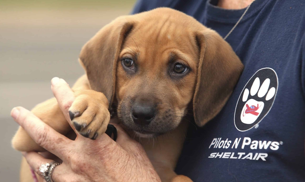 Sheltair Offers Fuel Discounts For Animal Rescue Missions